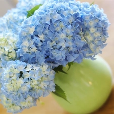 Hortense, Blue, Flowers