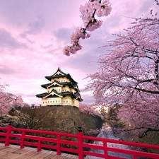 house, Blossoming, cherry