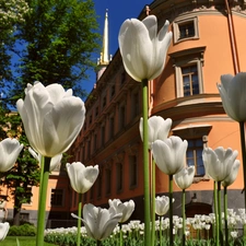 House, White, Tulips