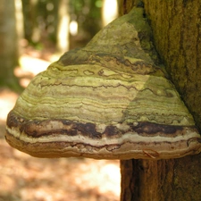 hub, forest, Mushrooms