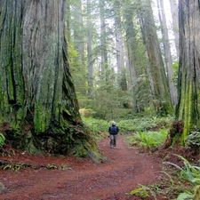 forest, State of California, fern, Redwood National Park, The United States, redwoods, Human