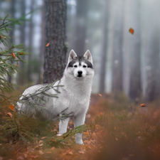 trees, viewes, Siberian Husky, forest, dog