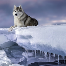 winter, dog, Siberian Husky