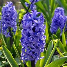 Hyacinths, beatyfull, purple