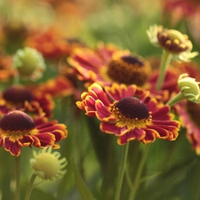 Helenium Hybridum, Flowers, rapprochement, Red