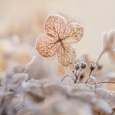 hydrangea, frosty, Flowers