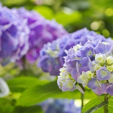 Flowers, hydrangea