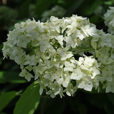 White, hydrangea