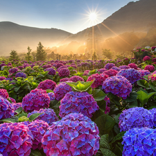 Flowers, color, rays of the Sun, hydrangeas, viewes, plantation, Mountains, trees