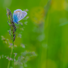 stalk, butterfly, green ones, background, grass, Dusky Icarus