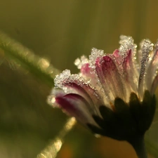 frozen, crystals, ice, daisy