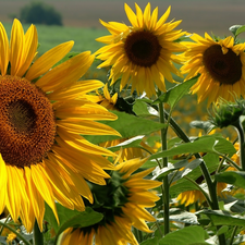 illuminated, Nice sunflowers