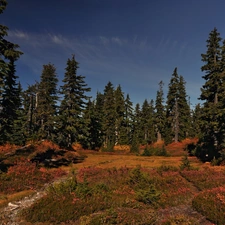 car in the meadow, Sky, trees, viewes, forest