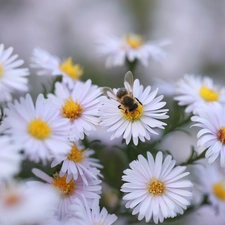 Insect, White, Astra