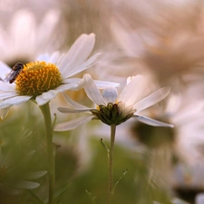daisy, Flowers, Insect, White