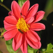 Dalia, Insect