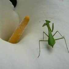 Colourfull Flowers, Insect, mantis, Kalia