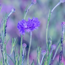 blurry background, cornflowers, insects