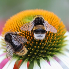 echinacea, Bumblebees, insects, Colourfull Flowers