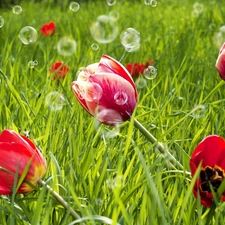 soap, Tulips, interesting eyes