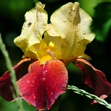 drops, Colourfull Flowers, iris