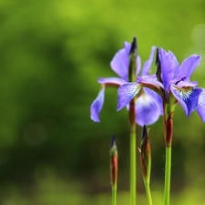 iris, Siberian Iris