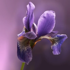 Violet, iris