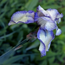 Violet, iris