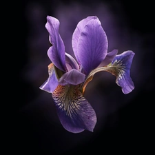 Violet, iris