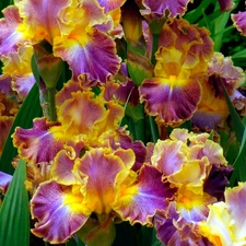 color, Irises
