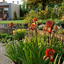 Houses, Red, Irises, Garden