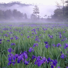 Meadow, Blue, Irises, Fog