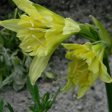 Colourfull Flowers, Ismena Błonczatka