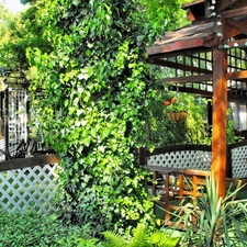 ivy, Garden, arbour