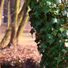 ivy, trees, Wooded