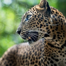 Leopards