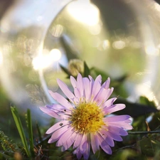 jar, daisy, glass