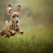 grass, Dachshund Shorthair, jump