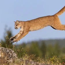 jump, cougar, rocks