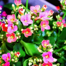 Kalanchoe