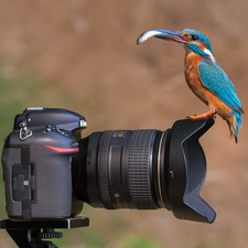 kingfisher, Fish, Nikon, Bird, Camera