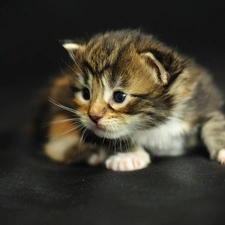 Maine Coon, honeyed, kitten