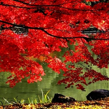 autumn, lake