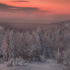 Spruces, lake, trees, viewes, winter