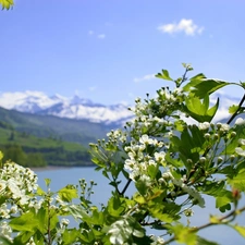 twig, kirsch, lake, Flowers