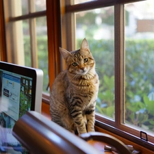 kitten, desk, laptop, Window