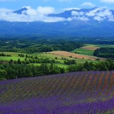 viewes, Mountains, lavender, clouds, Field, trees