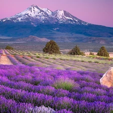 lavender, Mountains, cultivation