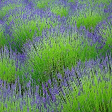 Field, lavender