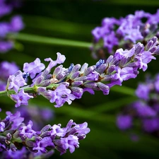 lavender, Twigs, Flower